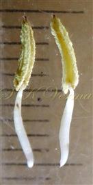 Stamens